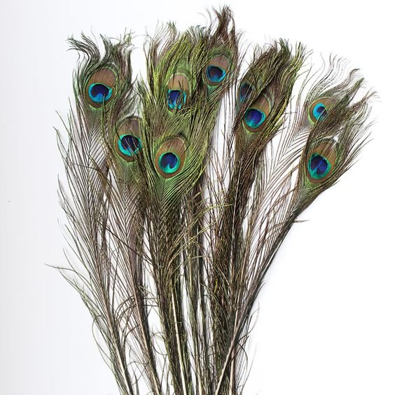 Peacock feathers - 10 pieces