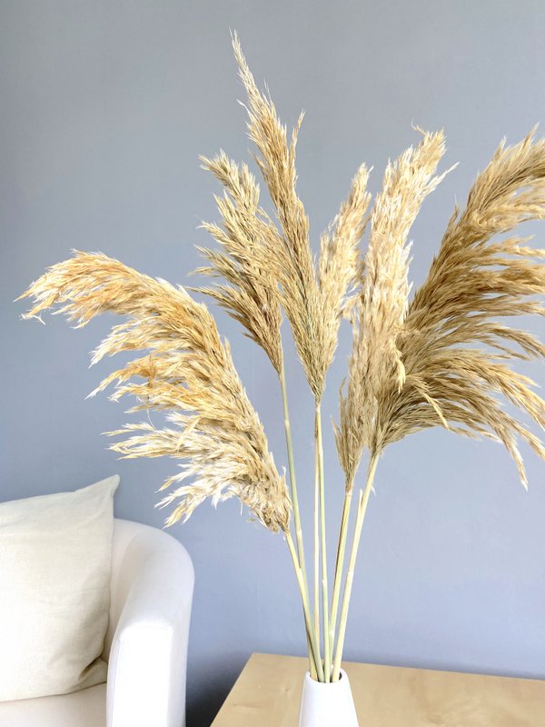 Erba di pampa, 6 pz./mazzo, 70 cm, beige