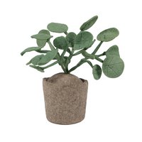 Plant Pileo Pepero
