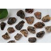 Ruwe barnsteen brokken S (blue amber)