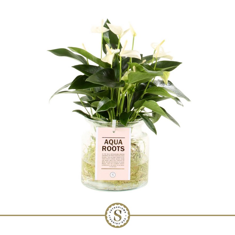 Anthurium Aqua Roots White Champion