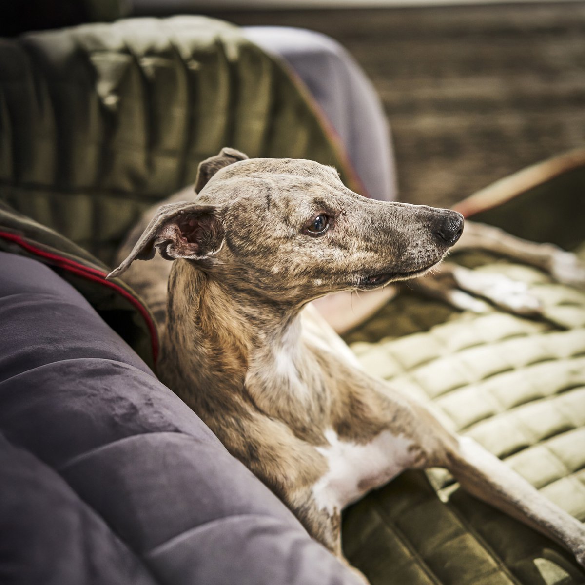 Coperta in velluto OXFORD per cani