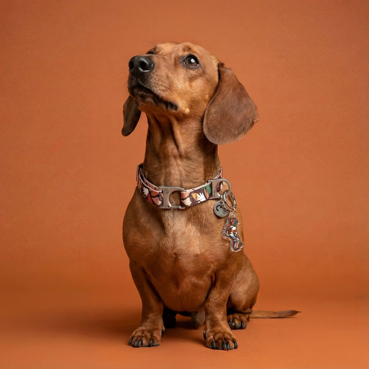 Le charme du chien Fineshmaker