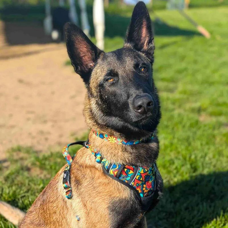 Mandala dog necklace