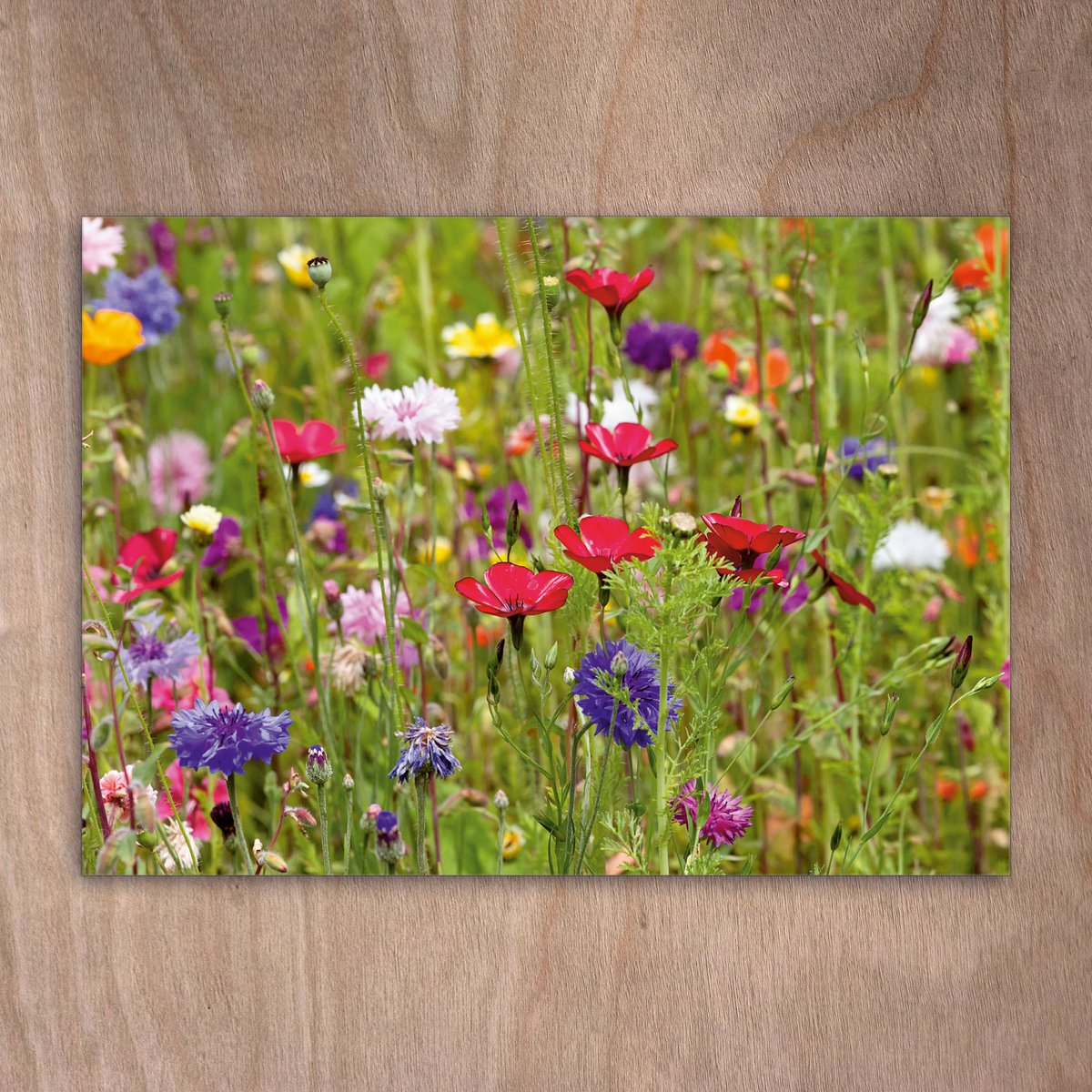 Cartolina, cartolina, 0565 fiori poppy poppy flow flow poppy
