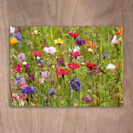 Postcard, Postkarte, 0565 Wildblumen Wiese Mohn Blumen Frühling 