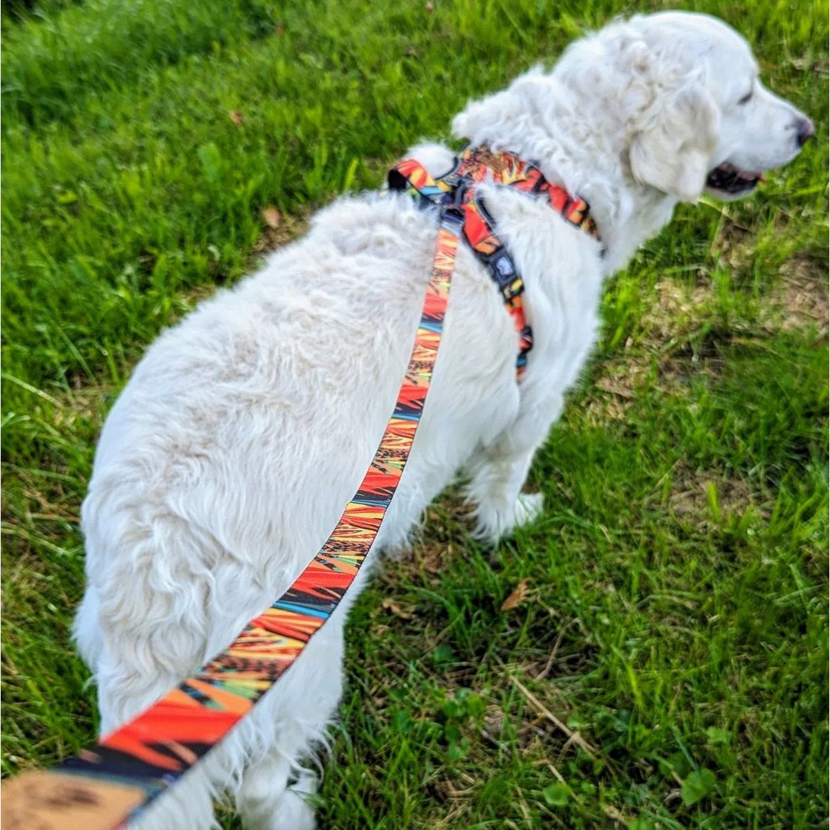 Tropical dog leash