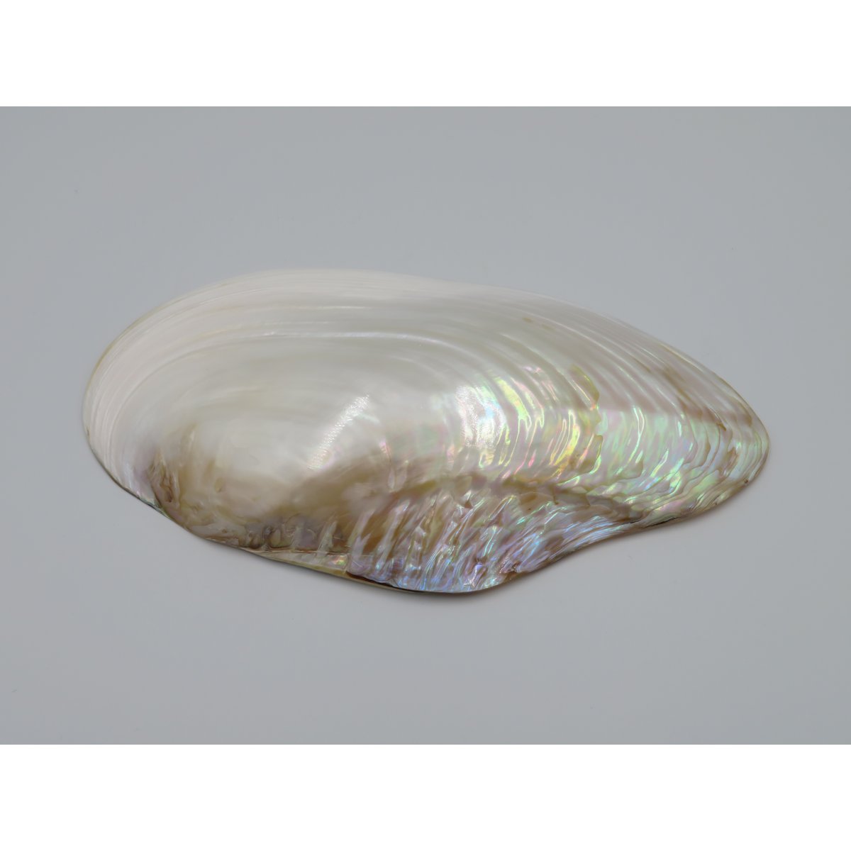 Mother-of-pearl shell - Kupang 23-24 cm