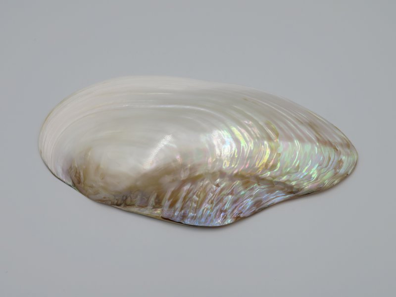 Mother-of-pearl shell - Kupang 23-24 cm