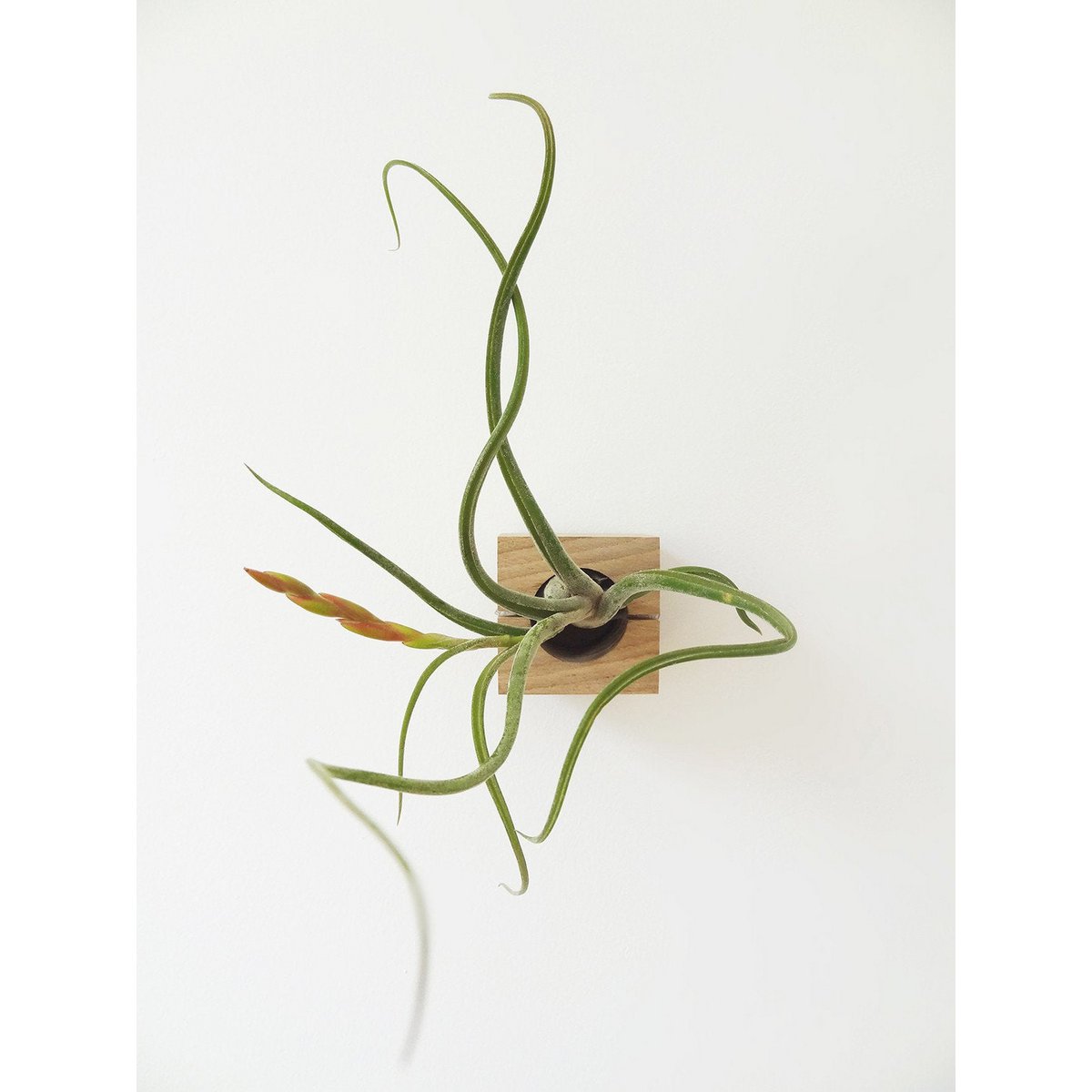 Tillandsia Caput-Medusa