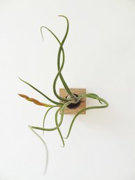 Tillandsia Caput-Medusa