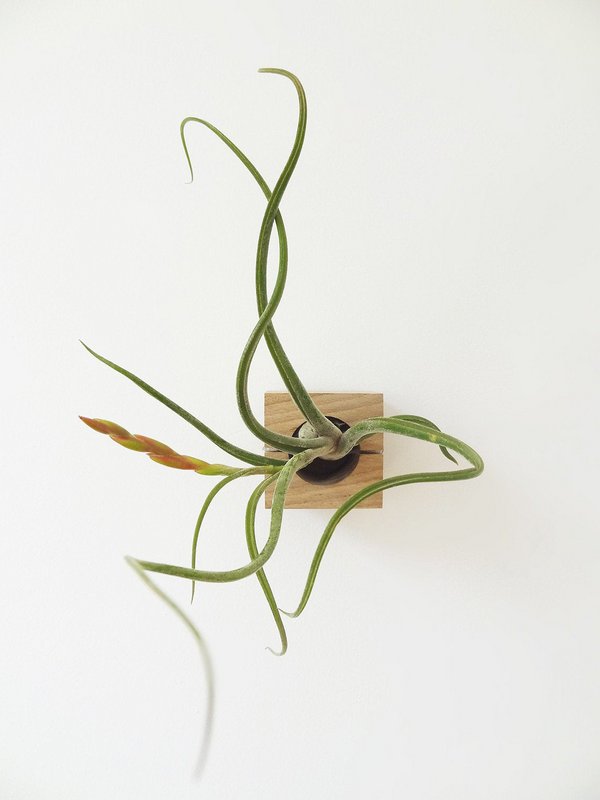 Tillandsia Caput-Medusa