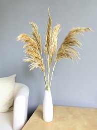 Erba di pampa, 6 pz./mazzo, 70 cm, beige
