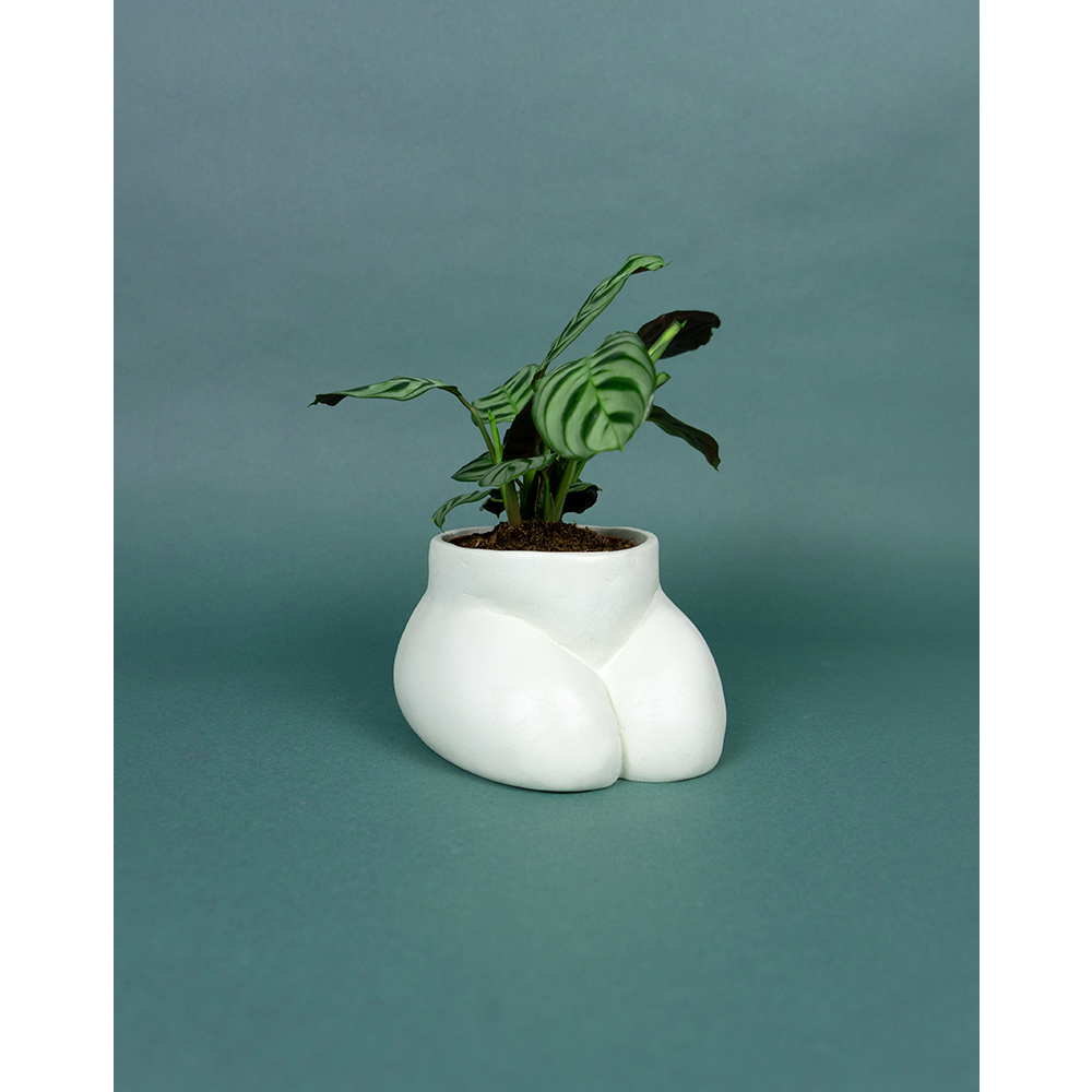 CACHE POT - SMALL BUTTLE