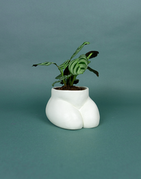 CACHE POT - PETIT FESSIER