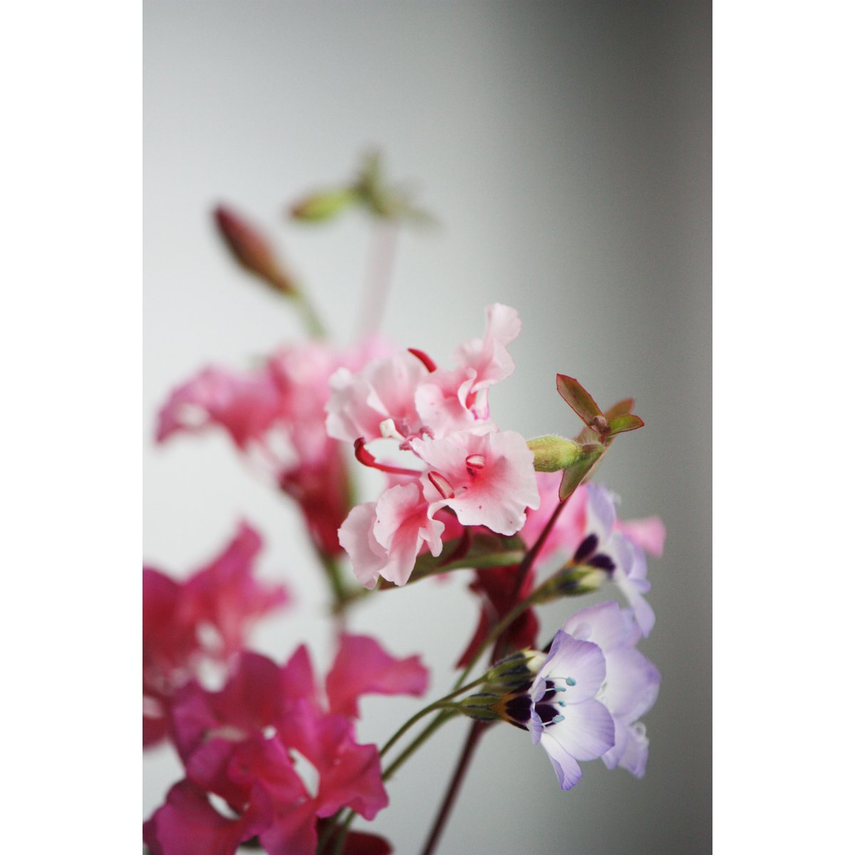 Throw and Grow confetti - mixed colors