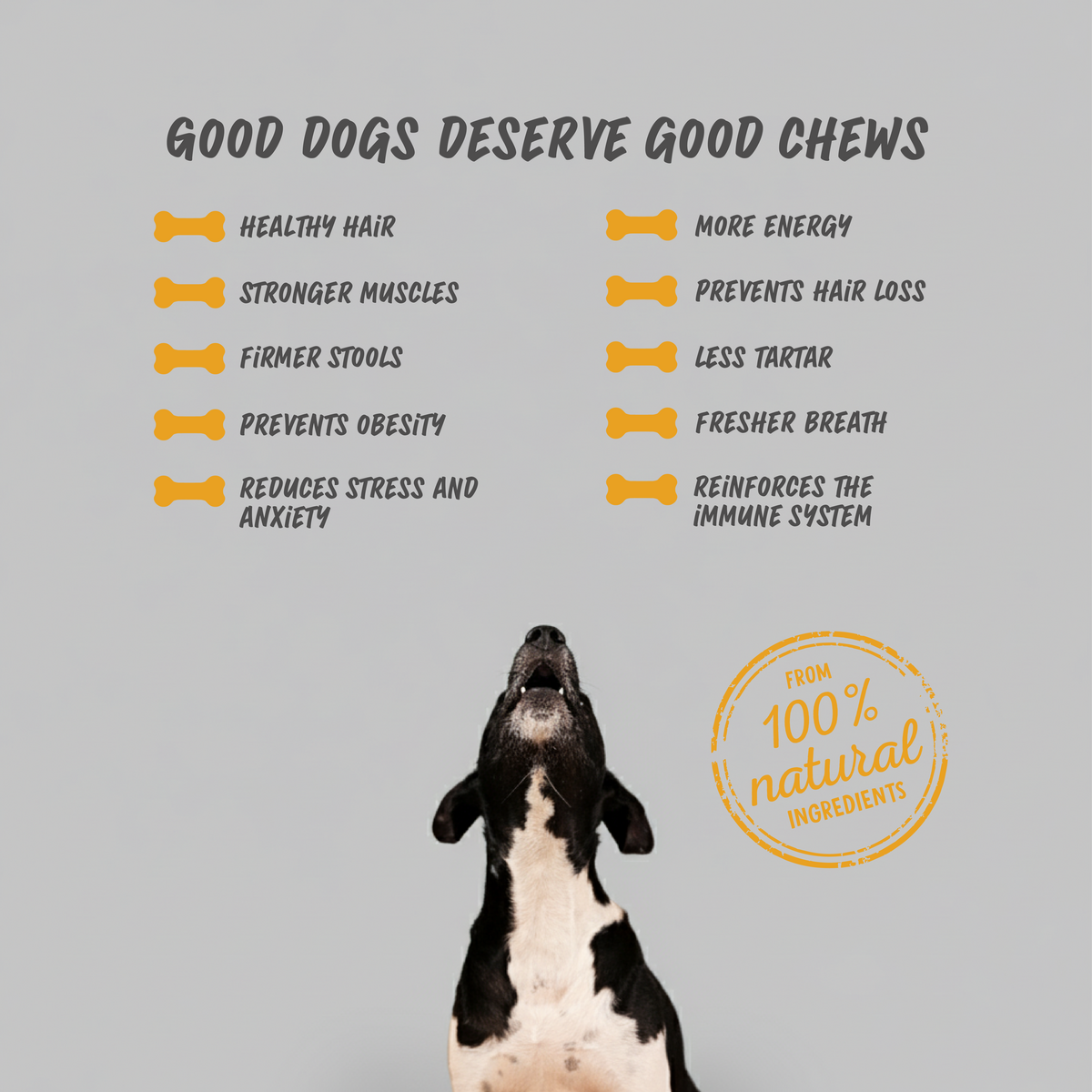 Hund behandelt Käse und Hühnchenkauen (Schachtel)