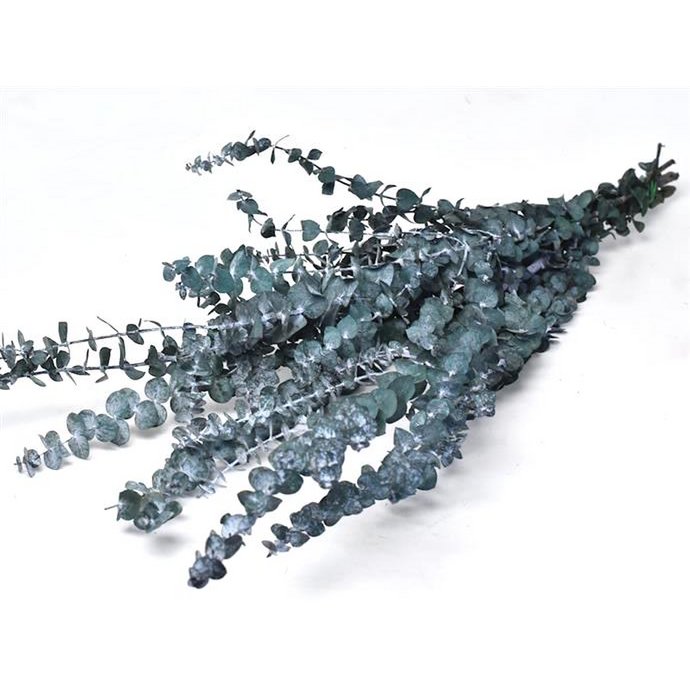 Eucalyptus Baby Blue, stabilizowany, zielony