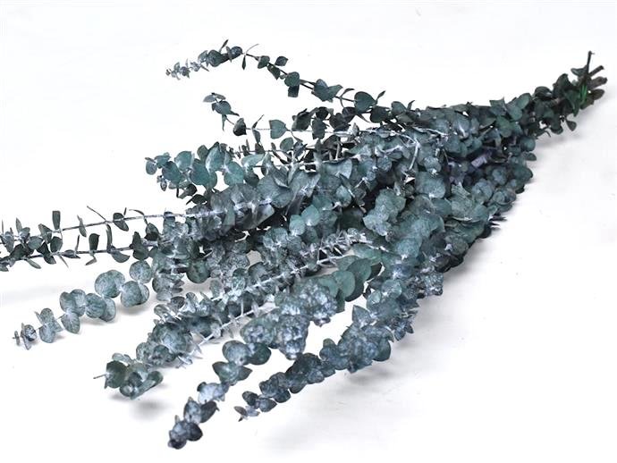 Eucalyptus Baby Blue, stabilized, green
