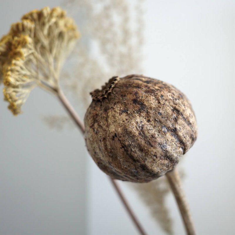 Mohnkapseln Giant (Papaver): Getrocknete Mohnkapseln als zeitlose Dekoration
