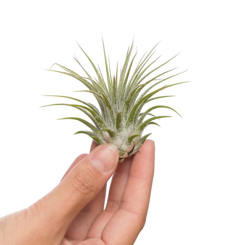 Terreno Tillandsia ionantha ionantha