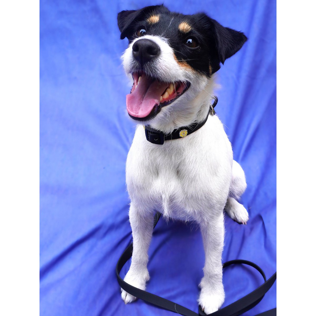 Flower dog collar pendant