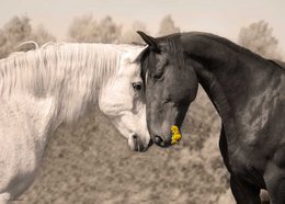 Loving horses - desk pad 70 x 50 cm