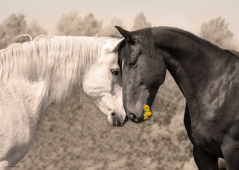 Loving horses - desk pad 70 x 50 cm