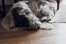 Mouton bouclé Beige