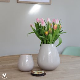 Vaas - Tasman S ivory