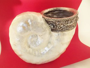 Shell Nautilus Perlmutt