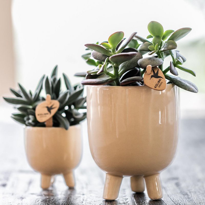 Orquídeas Colibr | Red Phalaenopsis Orchid - Congo + Gummy Pot Trattine - Medida de maceta Ø9cm | Planta de sala de flores en maceta de flores: fresco del productor