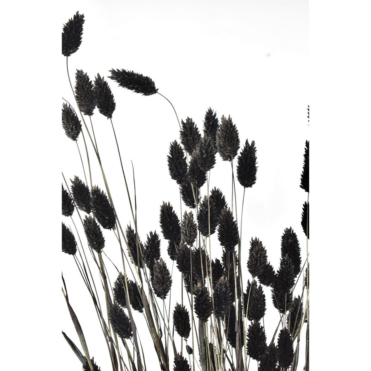 Phalaris - 60 cm - Kwiaty suszone