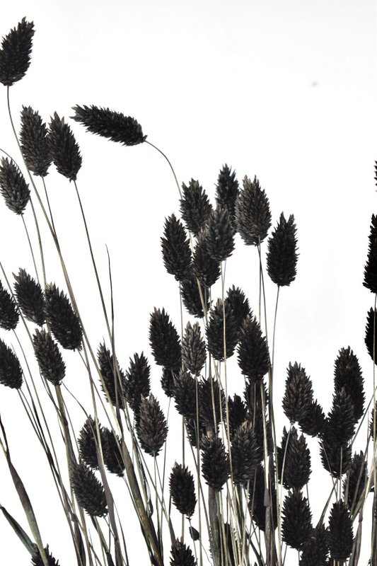 Phalaris - 60 cm - Dried flowers