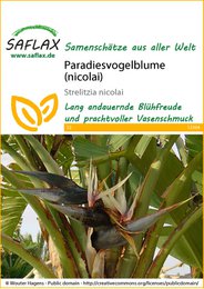 Paradisevogelblume (nicolai) seeds, a long-enduring, vibrant-colored, and perennial plant with unique flower shapes.