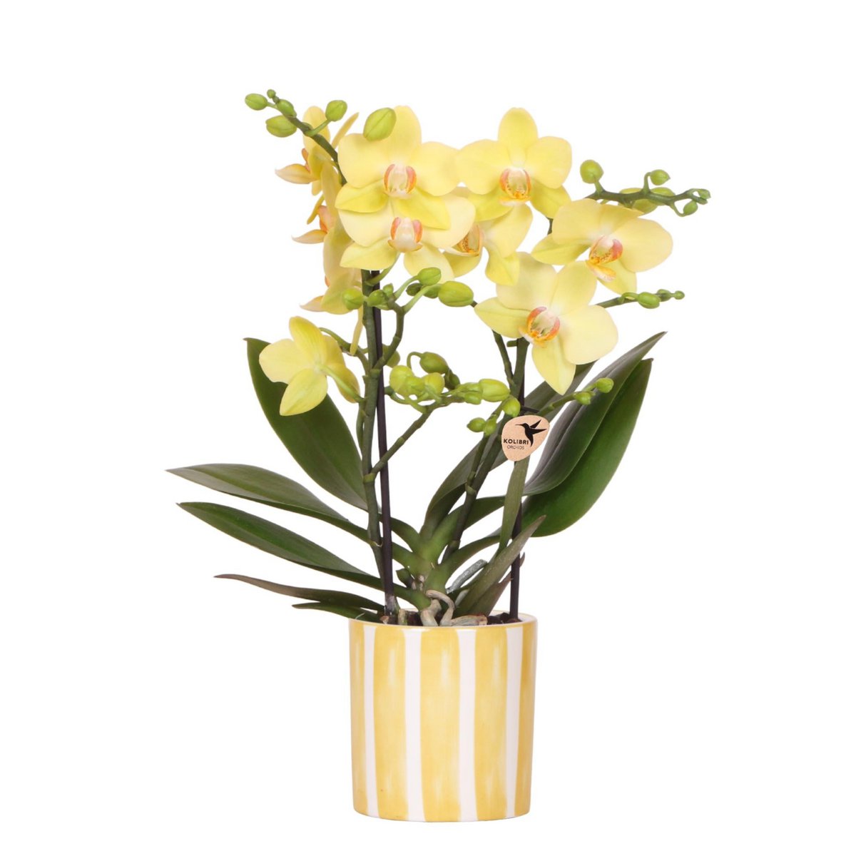 Colibr Orchideen | Gelbe Phalaenopal Orchidee - Albeng + Lackierter Streifen Topf gelb - Potmate Ø9cm | -Anlaboranlage - frisch vom Züchter aus