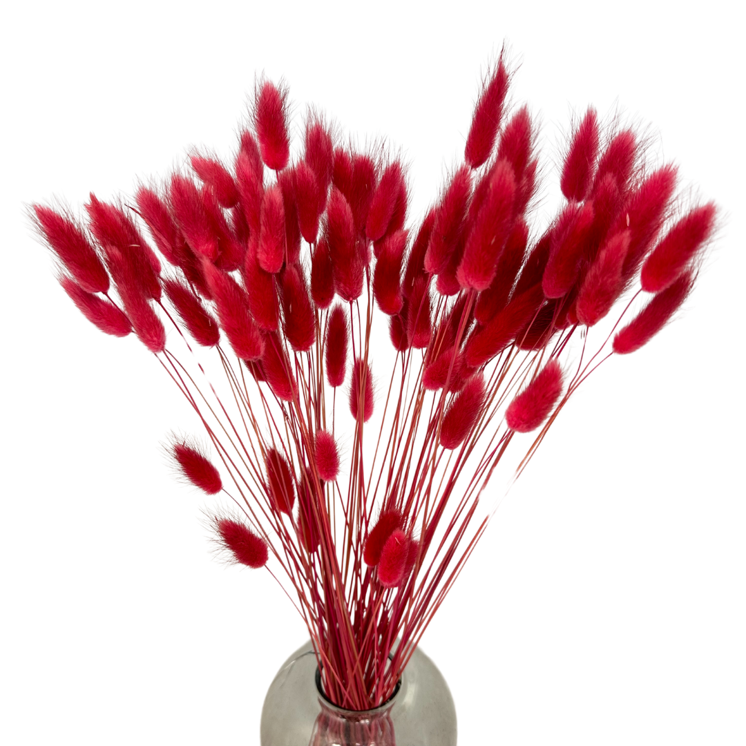 Ogonki Króliczka (Lagurus) 50g Magenta