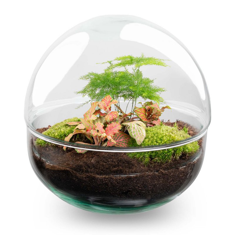 Kit terrario fai da te - Cupola Rossa - Bottiglia Giardino - ↑ 20 cm
