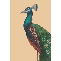 Impresión de bellas artes UN PAVO REAL ORGULLOSO