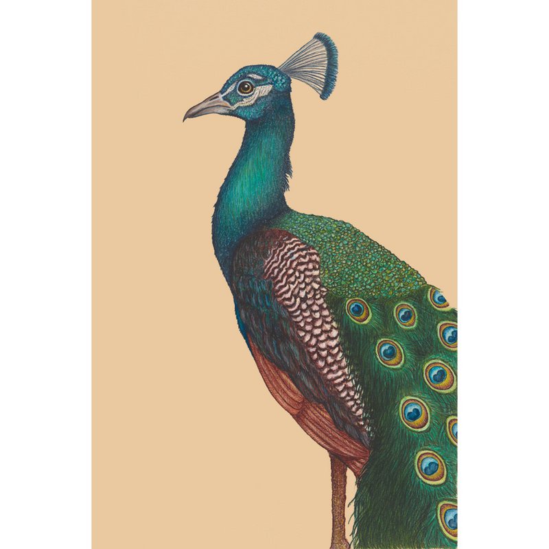 Impresión de bellas artes UN PAVO REAL ORGULLOSO