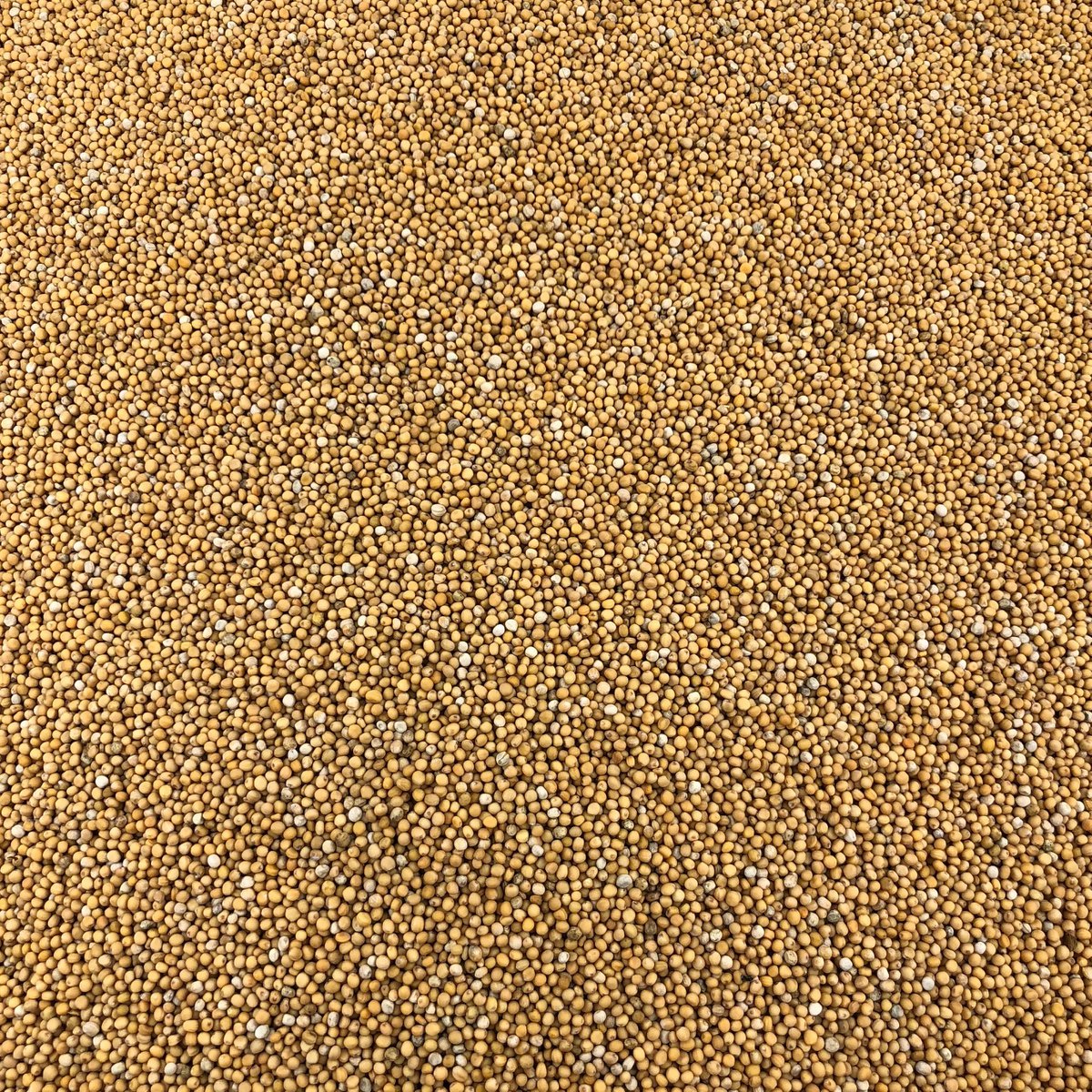 Gelbe Senfkörner Bio Bulk