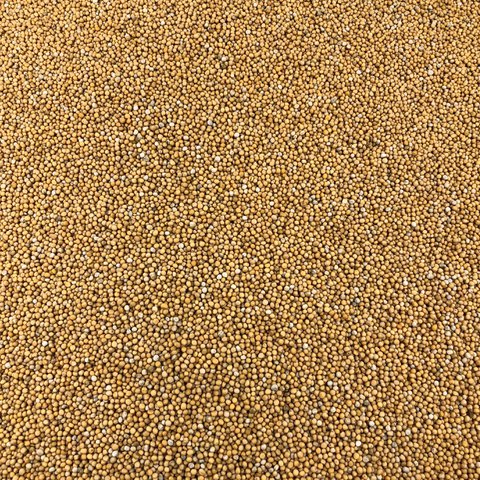 Gele Mosterdzaad Biologische Bulk