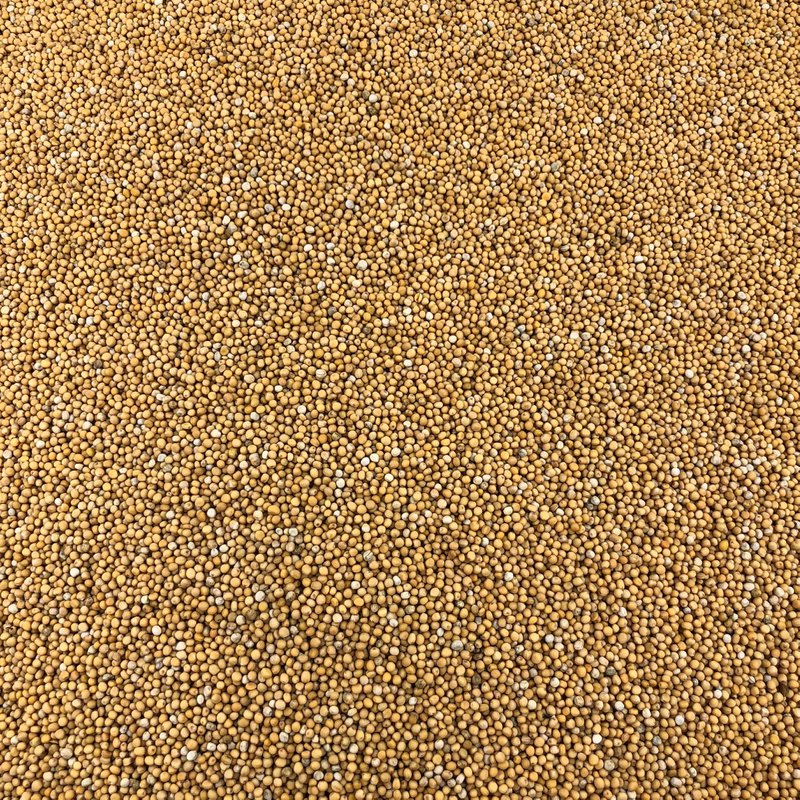 Gelbe Senfkörner Bio Bulk