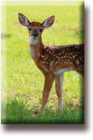 Aimant de réfrigérateur, cerf, veau