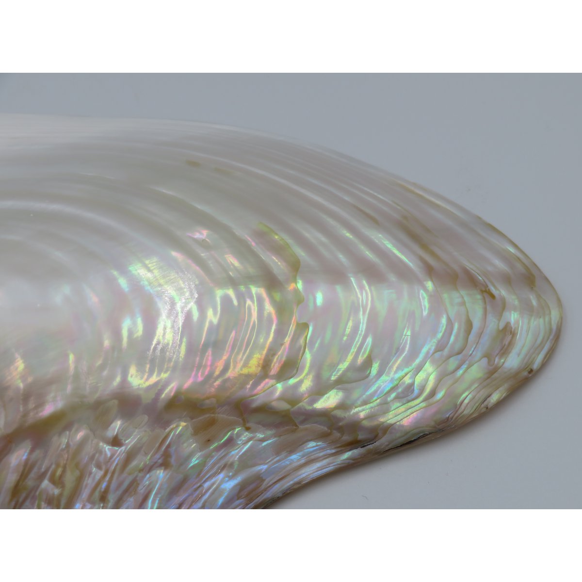 Mother-of-pearl shell - Kupang 20-22 cm