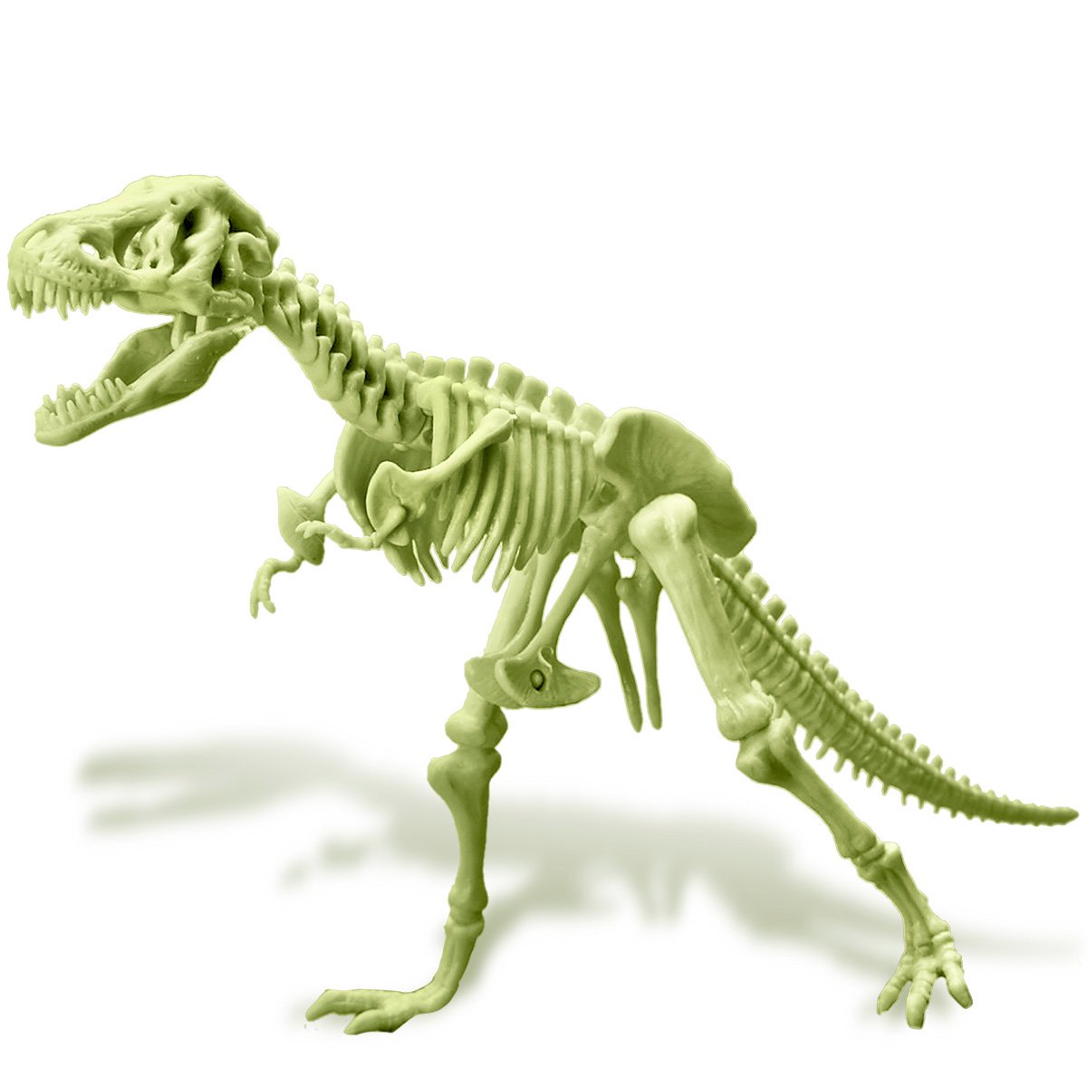 T-Rex-skelet glanst in het donker