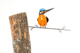 ZIMBA-ARTS METALEN MEDIUM IJSVOGEL OM OP BOOM TE PLAKKEN