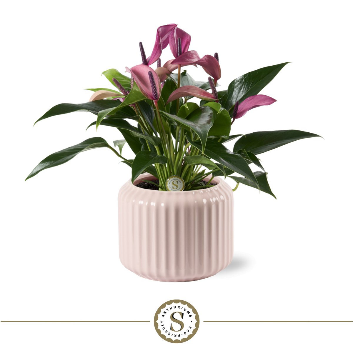 Bolonia pastel rosa zizou