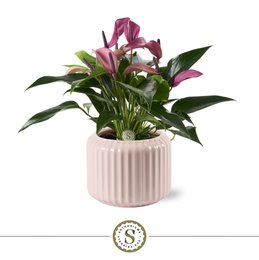 Bologna pastel pink zizou