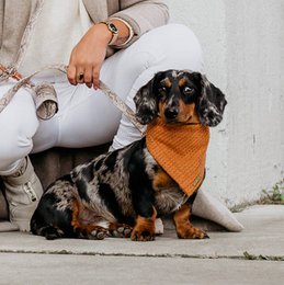 Dog bandana Cably Cognac